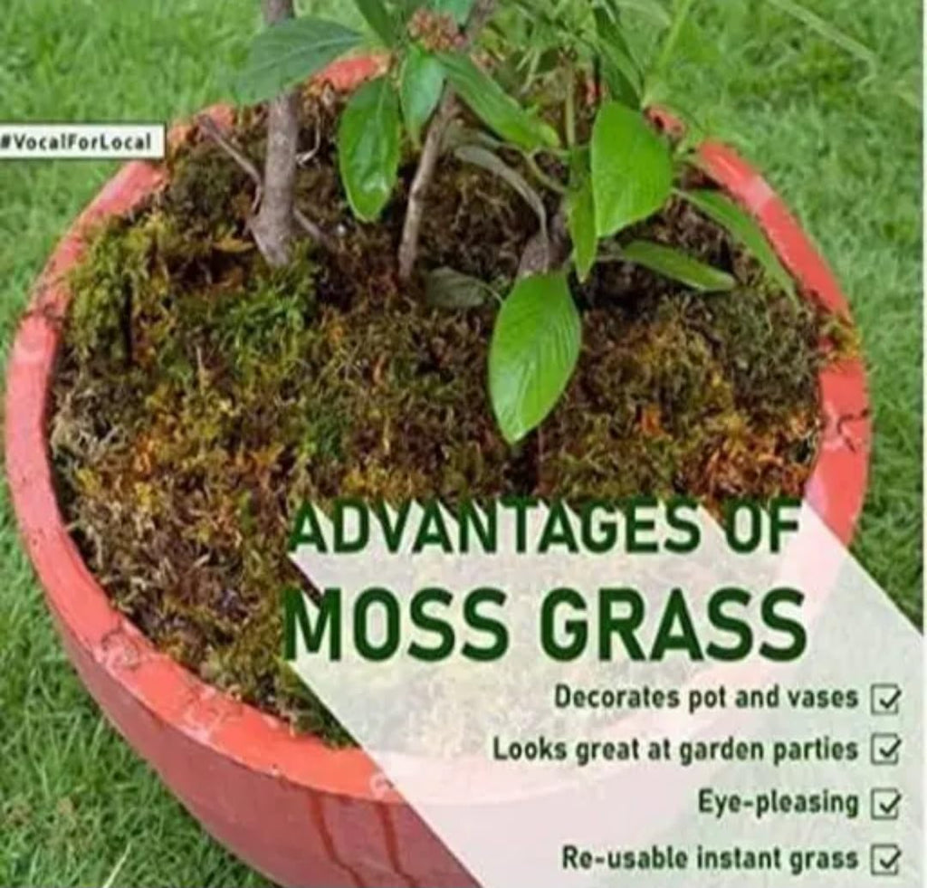Natural Green Moss, Fresh Preserved Feather Moss for Terrarium, for Mulching of Soil