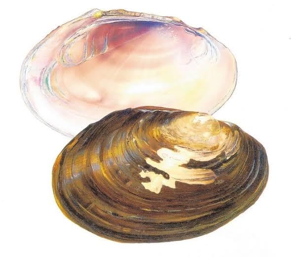 fresh water shell, for painting mix, for home decore