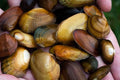 fresh water shell, for painting mix, for home decore