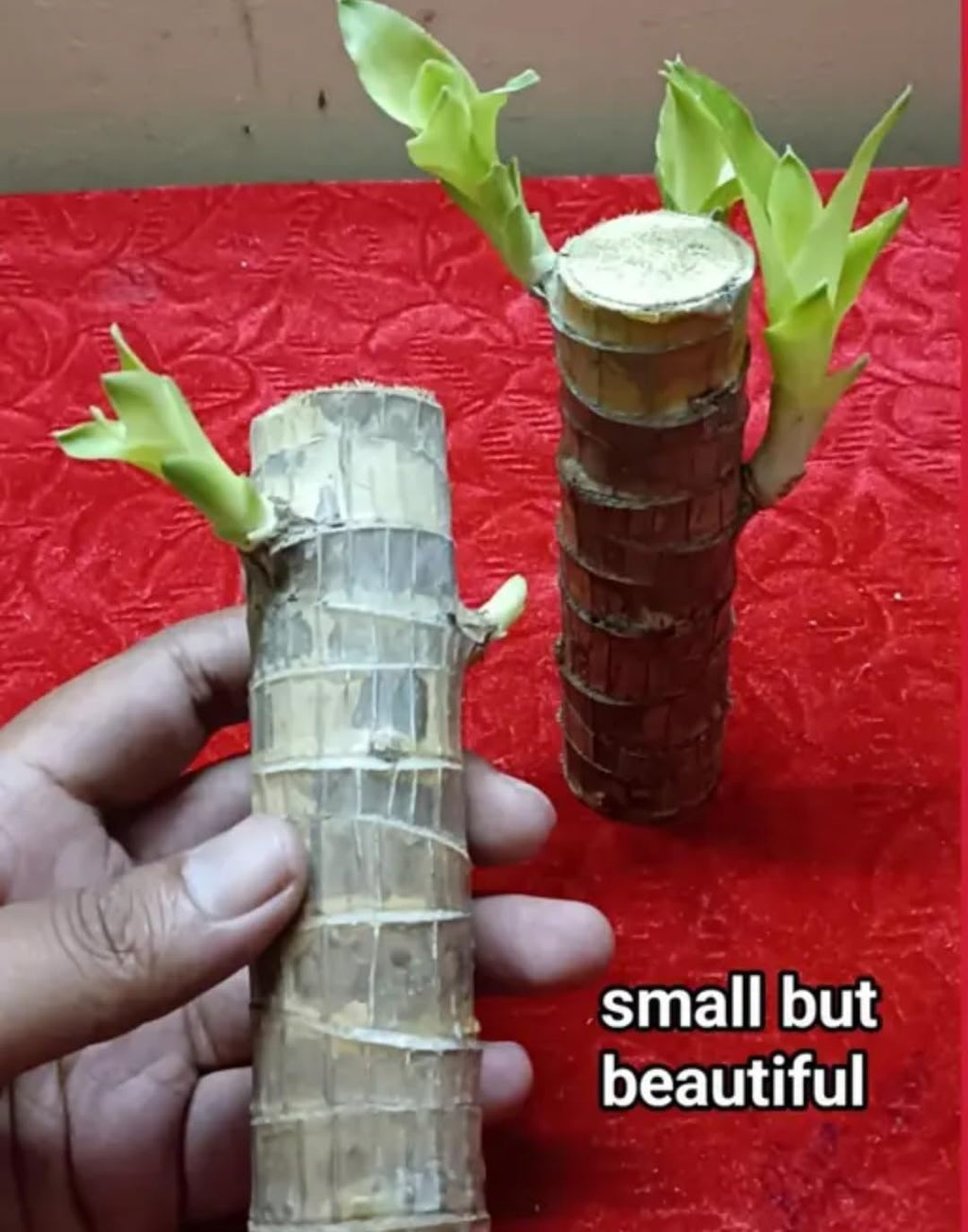 Brazilian Lucky Bamboo Plant,Dracaena Plant with White Flowers, Green Foliage, Wood Trunk Base, Indoor Decor