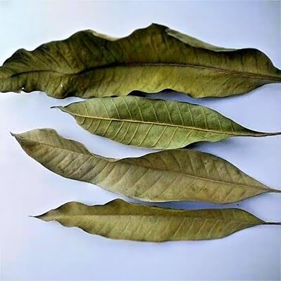 Dried Mango Leaf, Mango Leaf, Dry Mango