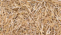 Natural Dried hay, Golden Yellow, Garden Mulch, Soil