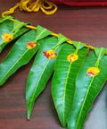 Mango Leaf for puja