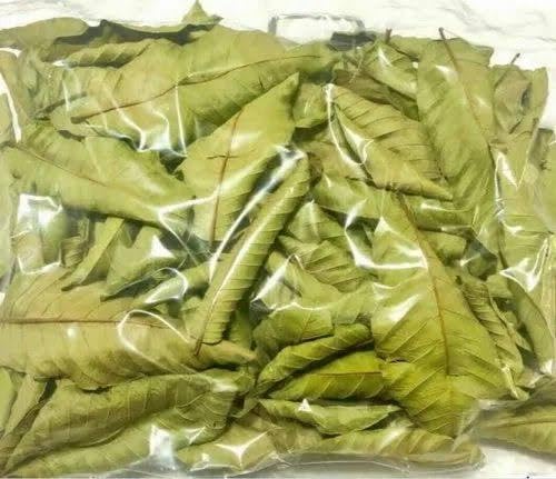 Dry Guava Leaf for Home Decor