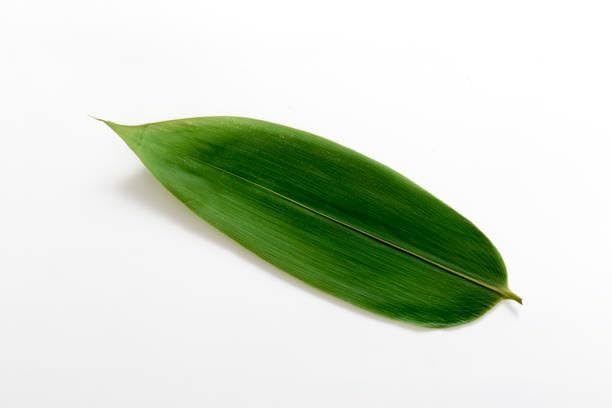 Green Bamboo Leaf for Cooking, puja, tea and craft, Large Natural Plant Leaf, 100 piece