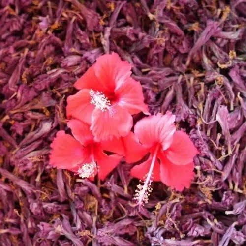 Dried Hibiscus Flowers, Natural, Deep Red Petal