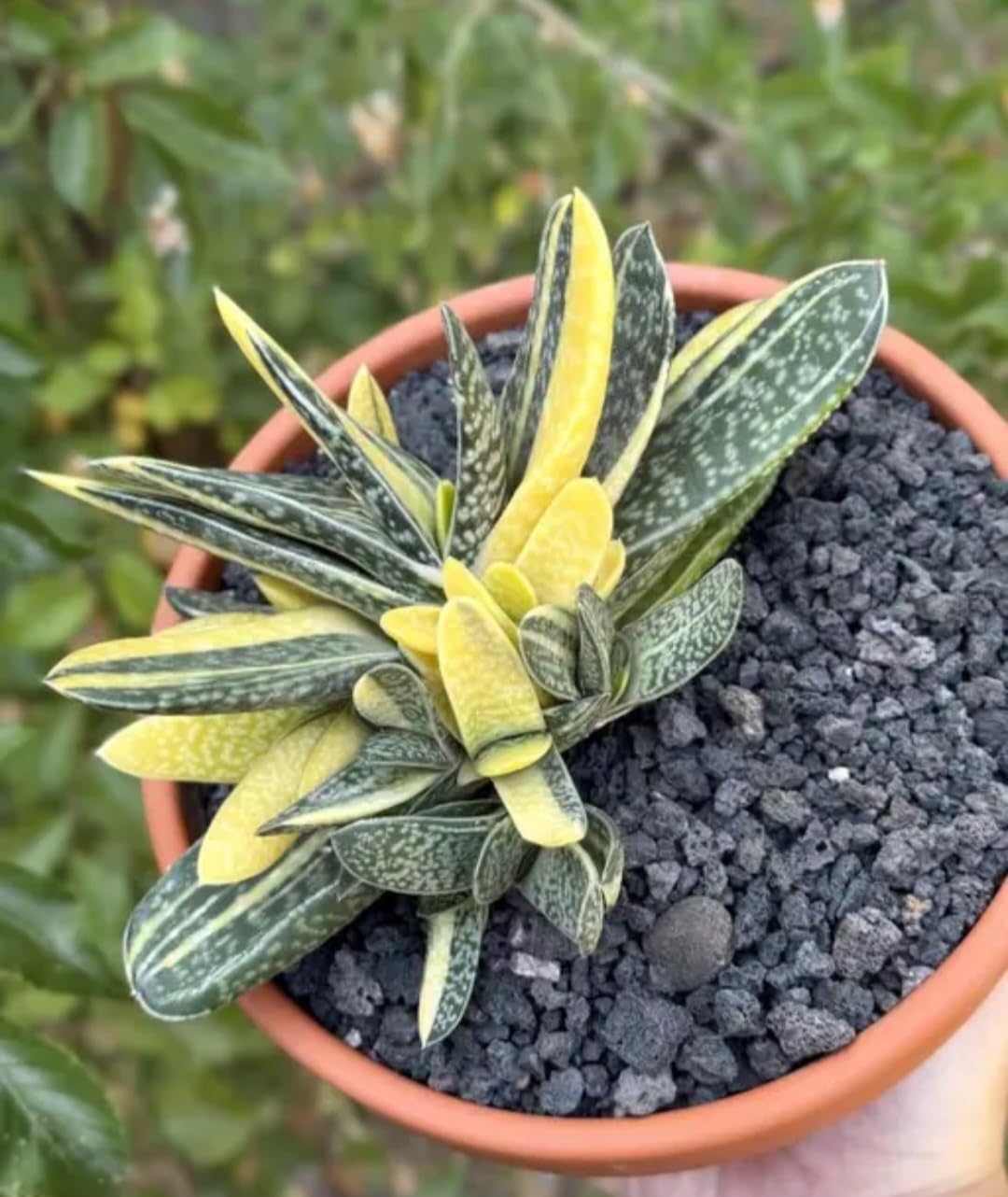 Live Succulent Plant, Haworthia Variegated, Yellow and Green, Indoor Decorative
