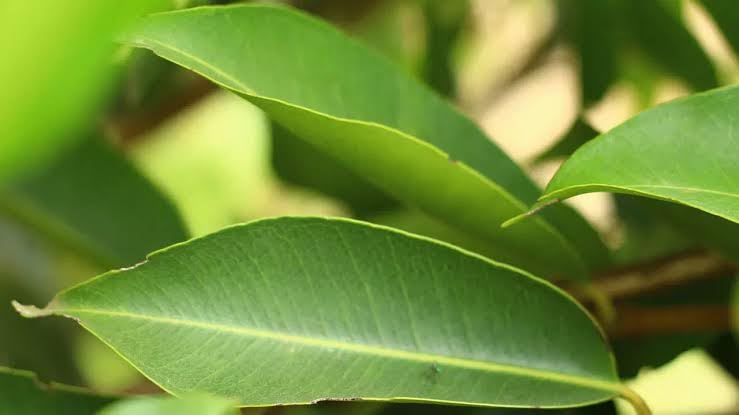 Dry Jamun leaf, Indian java plant leaf dried, black plumleaf dried