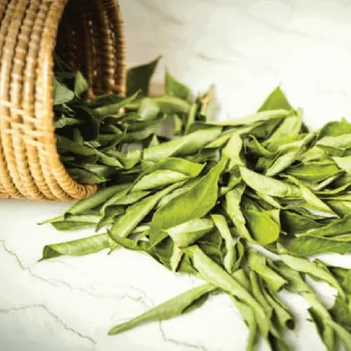 Fresh dried Curry Leaves, Traditional Indian Cooking Herb, Raw and Natural