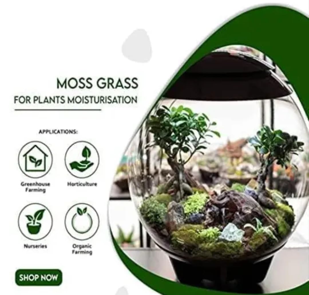 Natural Green Moss, Fresh Preserved Feather Moss for Terrarium, for Mulching of Soil