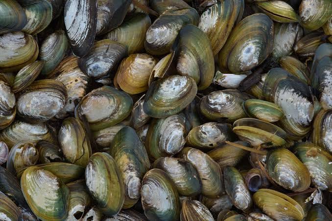 fresh water shell, for painting mix, for home decore