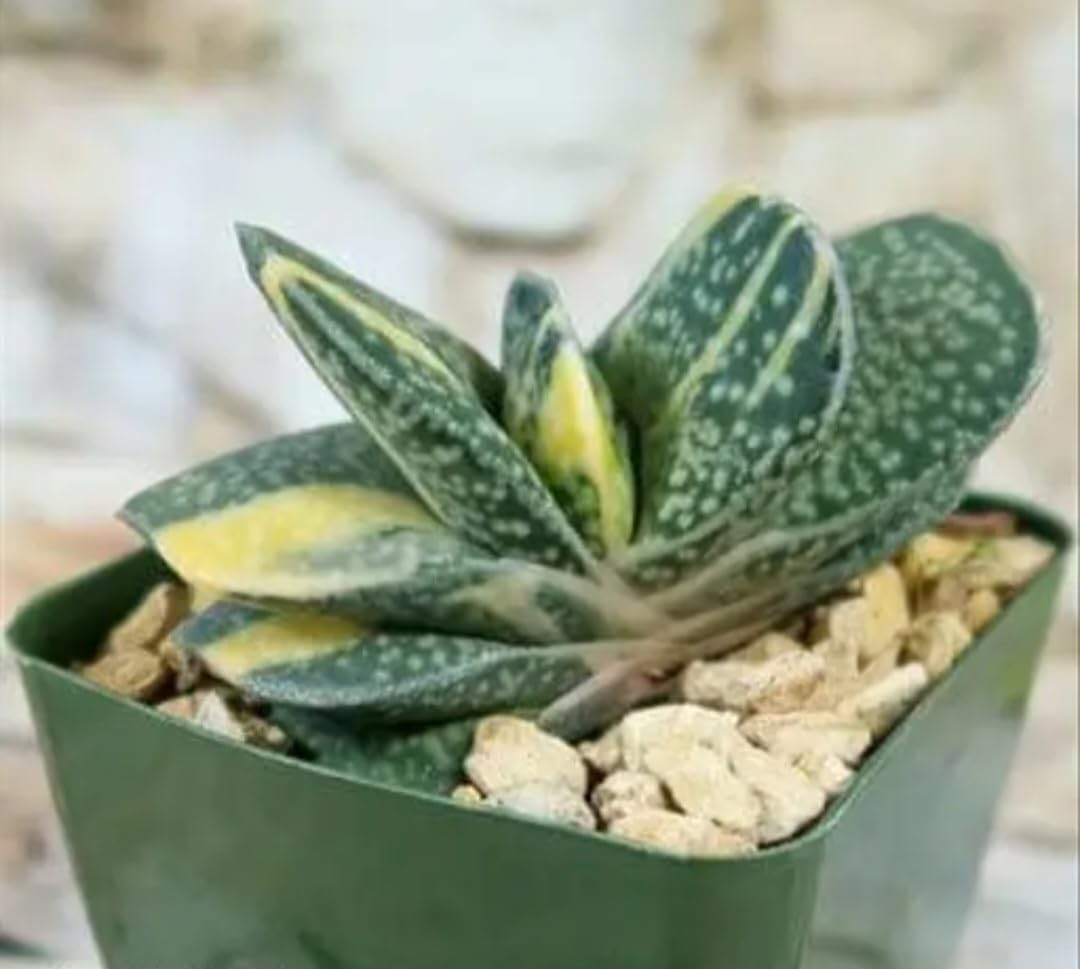 Live Succulent Plant, Haworthia Variegated, Yellow and Green, Indoor Decorative