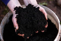 Cow Dunk Manure for Soil Mix, Gardening Soil Mix Compost, Cow Dunk Compost