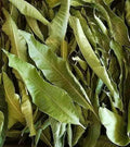 Dried Mango Leaf for puja