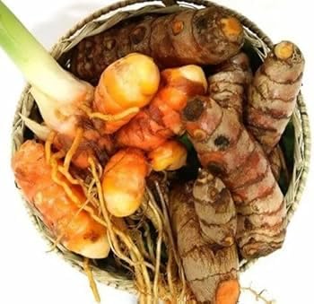Fresh Turmeric Bulb, Raw Organic Turmeric Rhizome, Turmeric Root