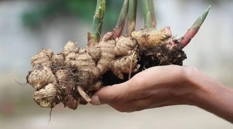 Ginger Bulb, Ginger Rhizomes, Ginger Root