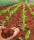 Red soil for succulent and plants, laterite soil