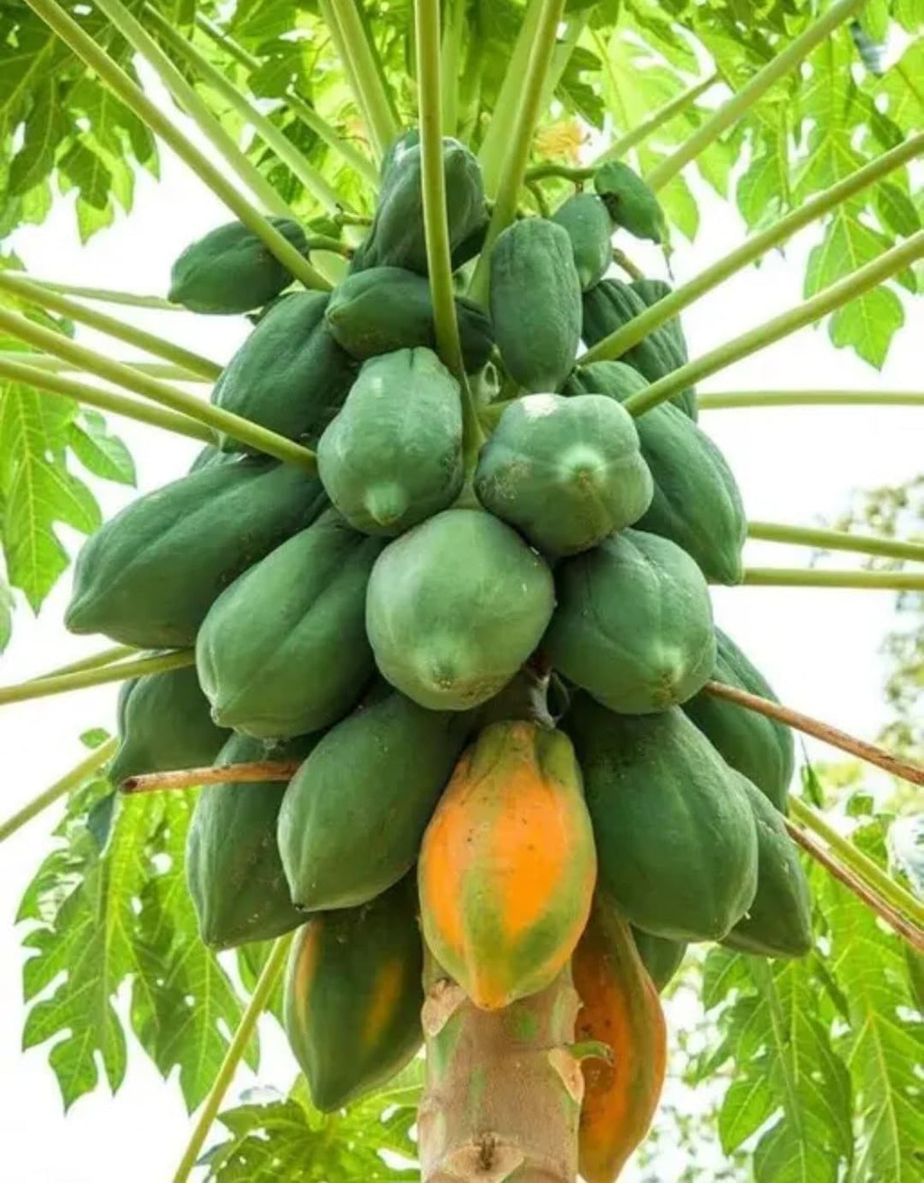 Red Flesh Papaya Seeds for Planting, Tropical Fruit Tree Seeds, High Yield Variety