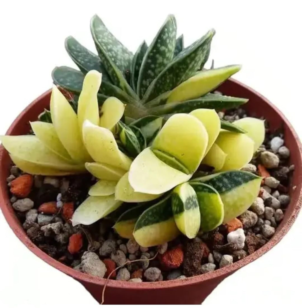 Live Succulent Plant, Haworthia Variegated, Yellow and Green, Indoor Decorative