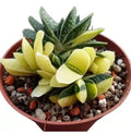 Live Succulent Plant, Haworthia Variegated, Yellow and Green, Indoor Decorative
