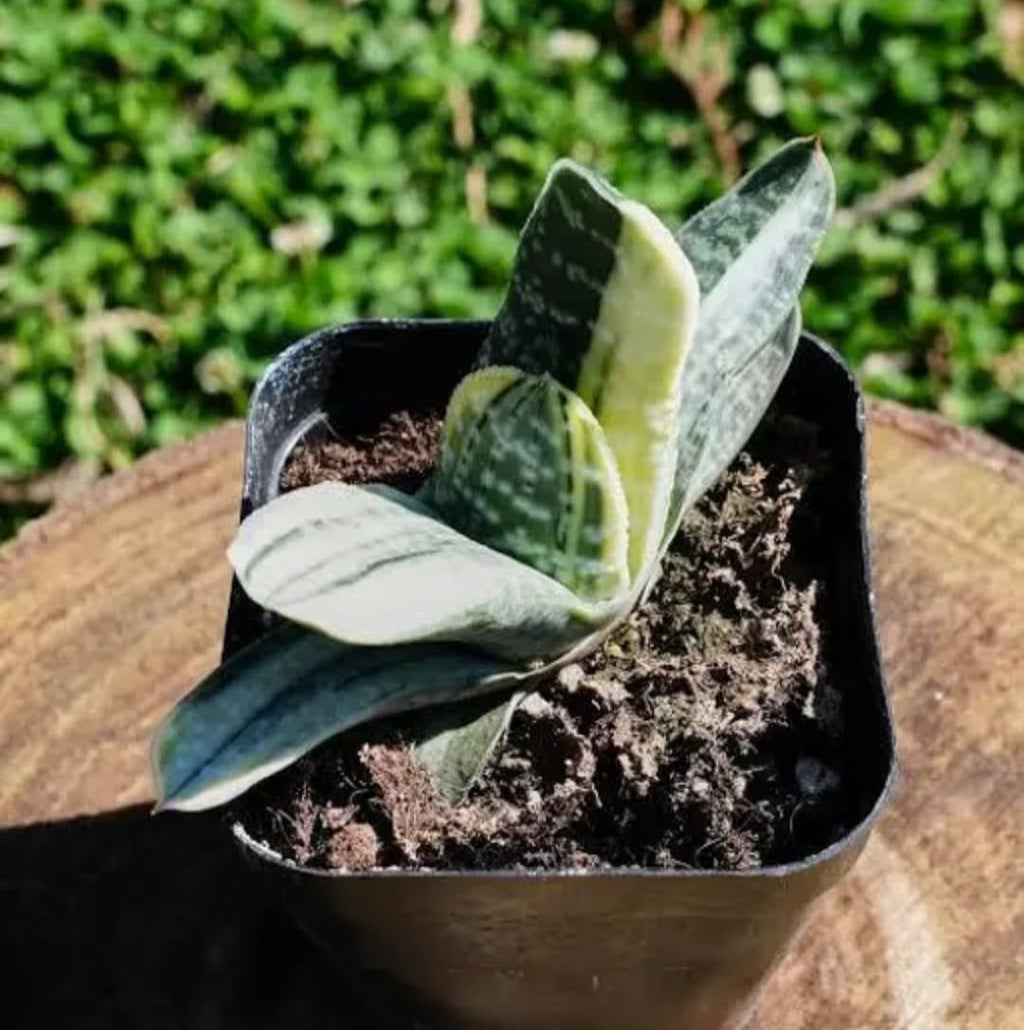 Live Succulent Plant, Haworthia Variegated, Yellow and Green, Indoor Decorative