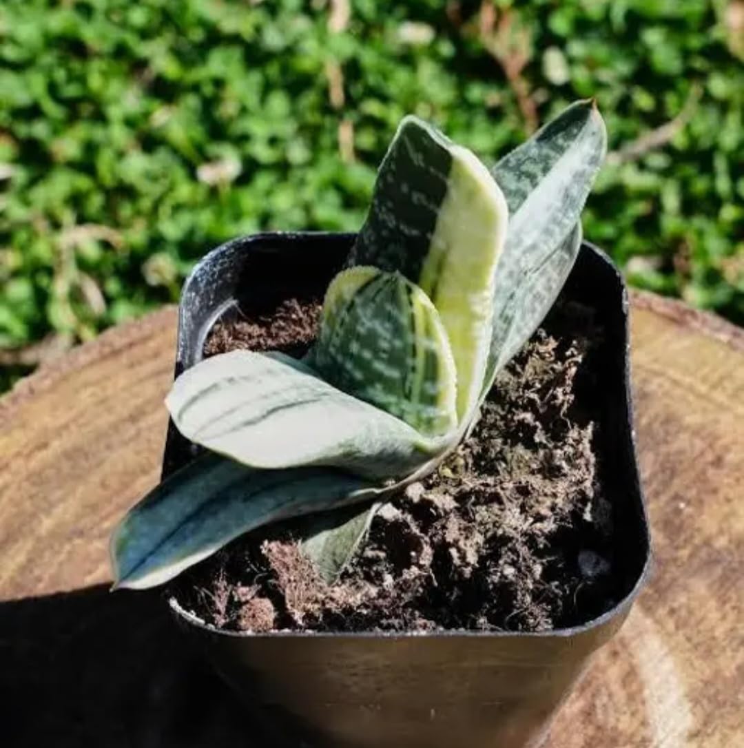 Live Succulent Plant, Haworthia Variegated, Yellow and Green, Indoor Decorative