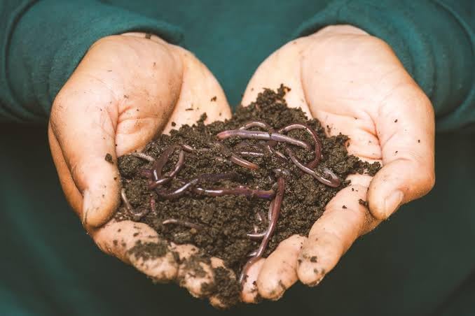 Vermicompost for soil mix, soil mix organic manure