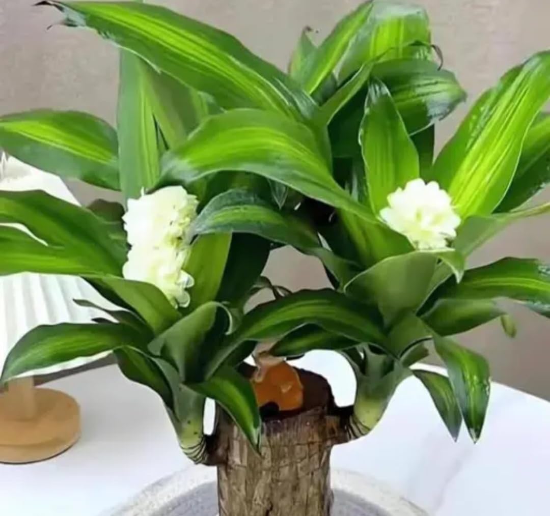 Brazilian Lucky Bamboo Plant,Dracaena Plant with White Flowers, Green Foliage, Wood Trunk Base, Indoor Decor