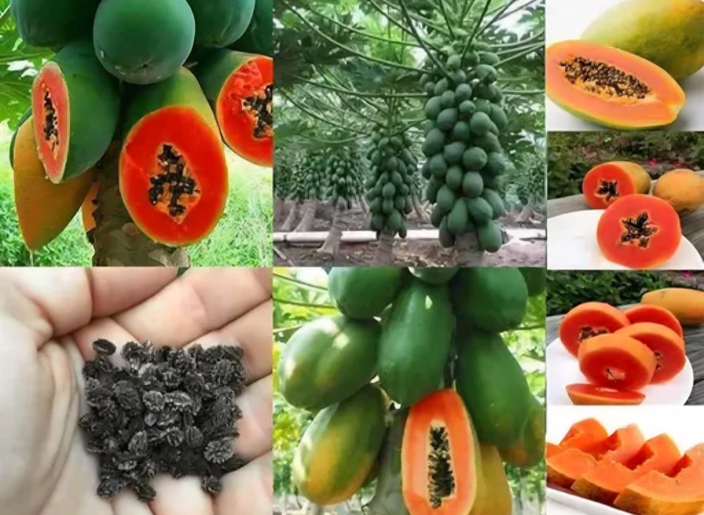 Red Flesh Papaya Seeds for Planting, Tropical Fruit Tree Seeds, High Yield Variety