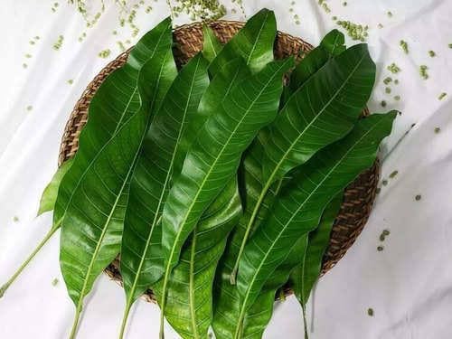 Mango Leaf for puja