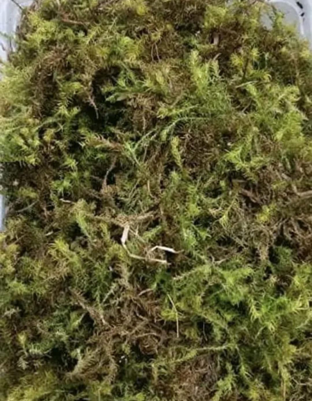 Natural Green Moss, Fresh Preserved Feather Moss for Terrarium, for Mulching of Soil