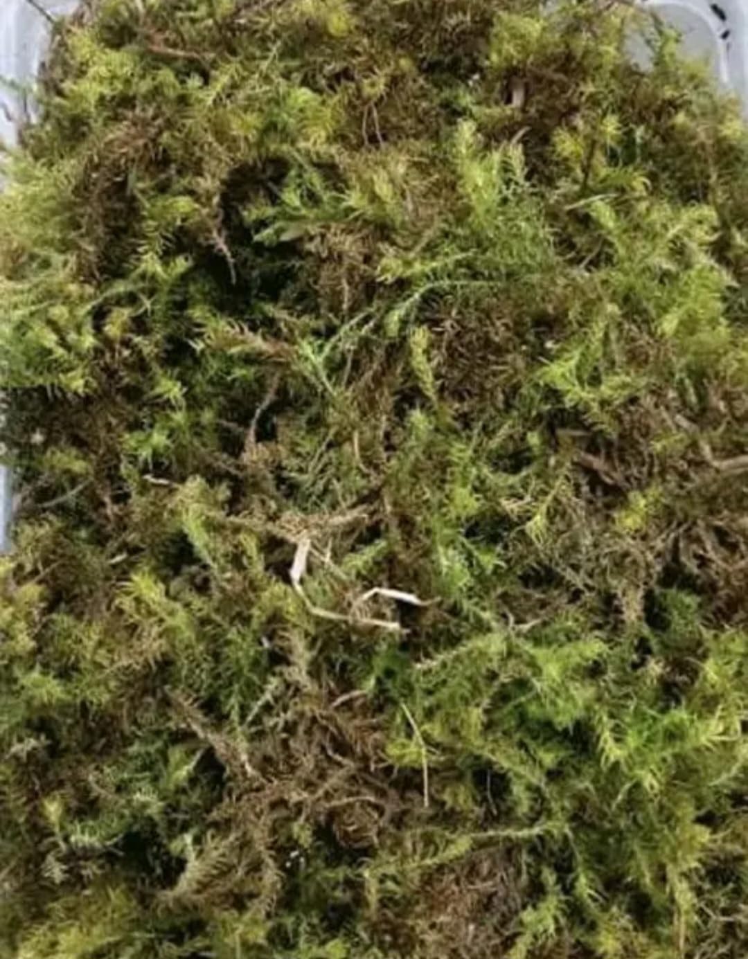 Natural Green Moss, Fresh Preserved Feather Moss for Terrarium, for Mulching of Soil
