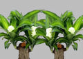 Brazilian Lucky Bamboo Plant,Dracaena Plant with White Flowers, Green Foliage, Wood Trunk Base, Indoor Decor