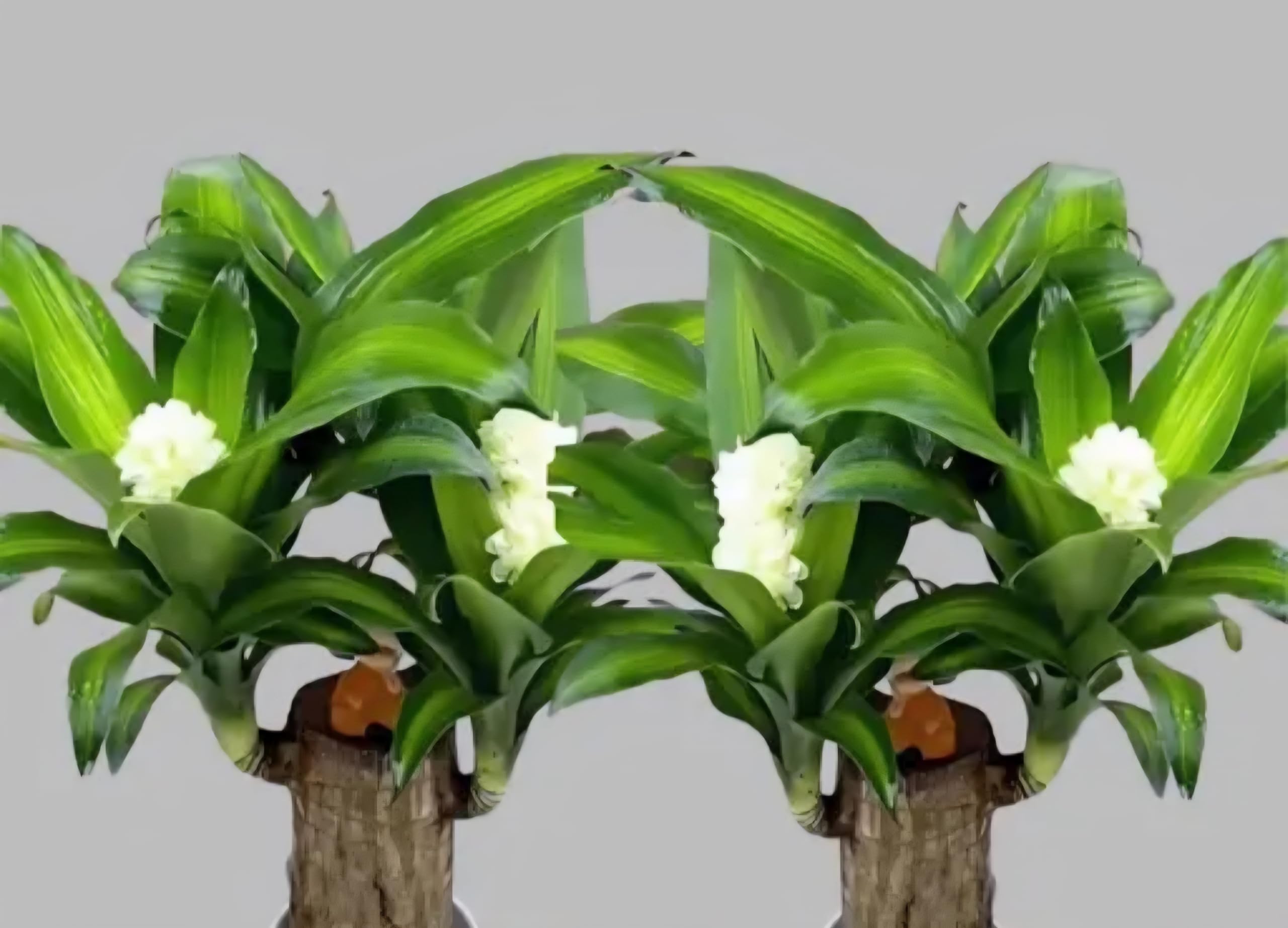 Brazilian Lucky Bamboo Plant,Dracaena Plant with White Flowers, Green Foliage, Wood Trunk Base, Indoor Decor