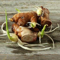 Ginger Bulb, Ginger Rhizomes, Ginger Root
