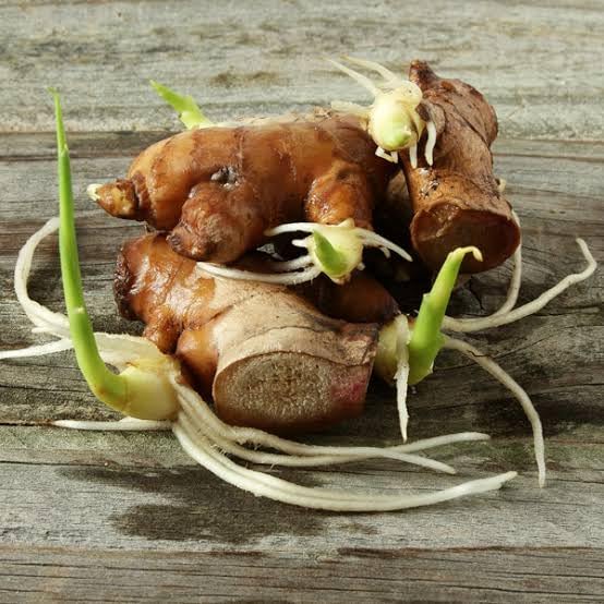 Ginger Bulb, Ginger Rhizomes, Ginger Root