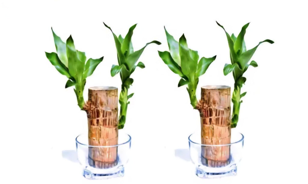 Brazilian Lucky Bamboo Plant,Dracaena Plant with White Flowers, Green Foliage, Wood Trunk Base, Indoor Decor