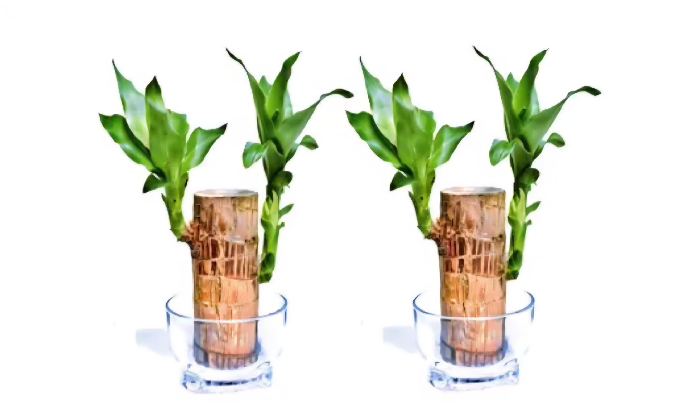 Brazilian Lucky Bamboo Plant,Dracaena Plant with White Flowers, Green Foliage, Wood Trunk Base, Indoor Decor