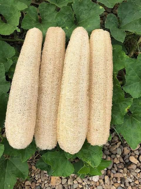 Natural Loofah Sponge Bath Scrubbers, 4 Pack