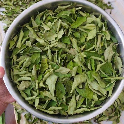 Fresh dried Curry Leaves, Traditional Indian Cooking Herb, Raw and Natural